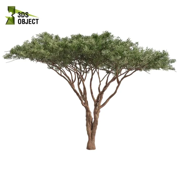 3d bush plant models botanical Visualization Landscape Foliage Vegetation buy purchase Rendering Environment tree Design high low poly greenhouse balcony decorative hamedorea 3D architectural visualization cinema 4d 3ds max blender enscpae fbx obj Rhino Sketchup acacia tortilis umbrella thorn tree