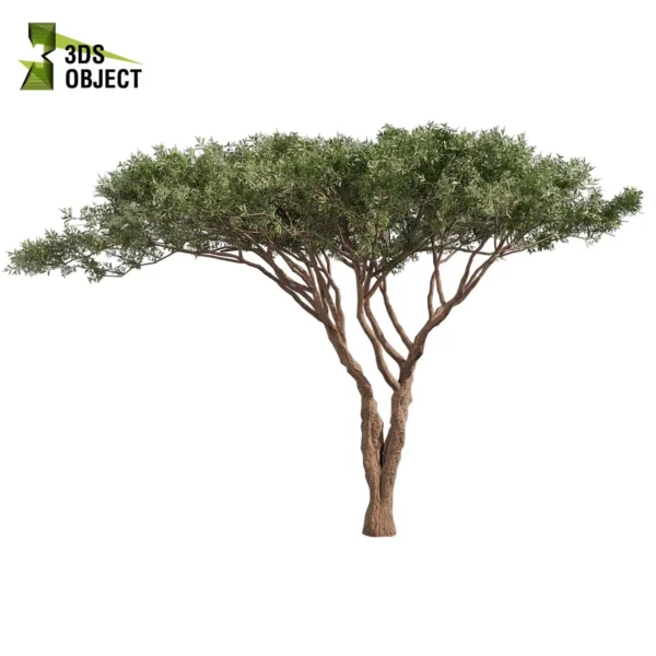 3d bush plant models botanical Visualization Landscape Foliage Vegetation buy purchase Rendering Environment tree Design high low poly greenhouse balcony decorative hamedorea 3D architectural visualization cinema 4d 3ds max blender enscpae fbx obj Rhino Sketchup acacia tortilis umbrella thorn tree