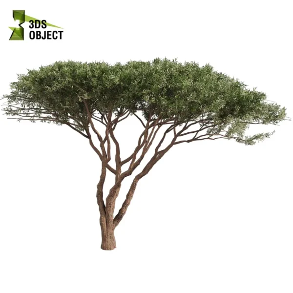 3d bush plant models botanical Visualization Landscape Foliage Vegetation buy purchase Rendering Environment tree Design high low poly greenhouse balcony decorative hamedorea 3D architectural visualization cinema 4d 3ds max blender enscpae fbx obj Rhino Sketchup acacia tortilis umbrella thorn tree