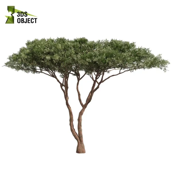 3d bush plant models botanical Visualization Landscape Foliage Vegetation buy purchase Rendering Environment tree Design high low poly greenhouse balcony decorative hamedorea 3D architectural visualization cinema 4d 3ds max blender enscpae fbx obj Rhino Sketchup acacia tortilis umbrella thorn tree