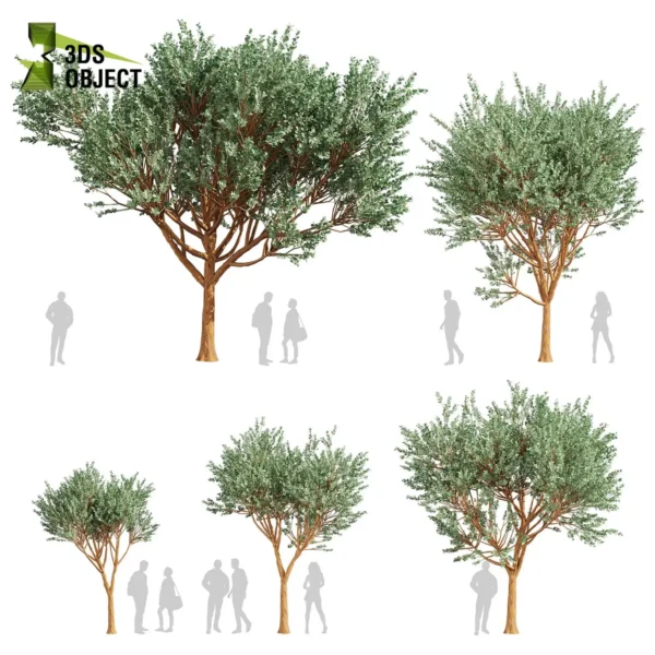 3d bush plant models botanical Visualization Landscape Foliage Vegetation buy purchase Rendering Environment tree Design high low poly greenhouse balcony decorative hamedorea 3D architectural visualization cinema 4d 3ds max blender enscpae fbx obj Rhino Sketchup lumion eucalyptus Cinerea