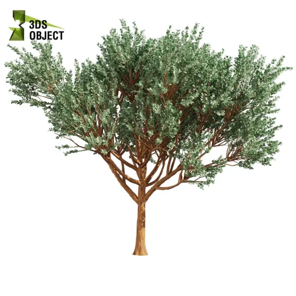 3d bush plant models botanical Visualization Landscape Foliage Vegetation buy purchase Rendering Environment tree Design high low poly greenhouse balcony decorative hamedorea 3D architectural visualization cinema 4d 3ds max blender enscpae fbx obj Rhino Sketchup lumion eucalyptus Cinerea