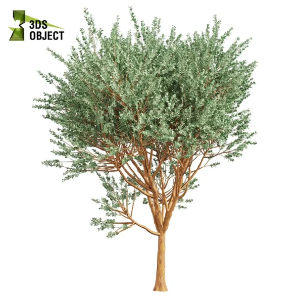 3d bush plant models botanical Visualization Landscape Foliage Vegetation buy purchase Rendering Environment tree Design high low poly greenhouse balcony decorative hamedorea 3D architectural visualization cinema 4d 3ds max blender enscpae fbx obj Rhino Sketchup lumion eucalyptus Cinerea