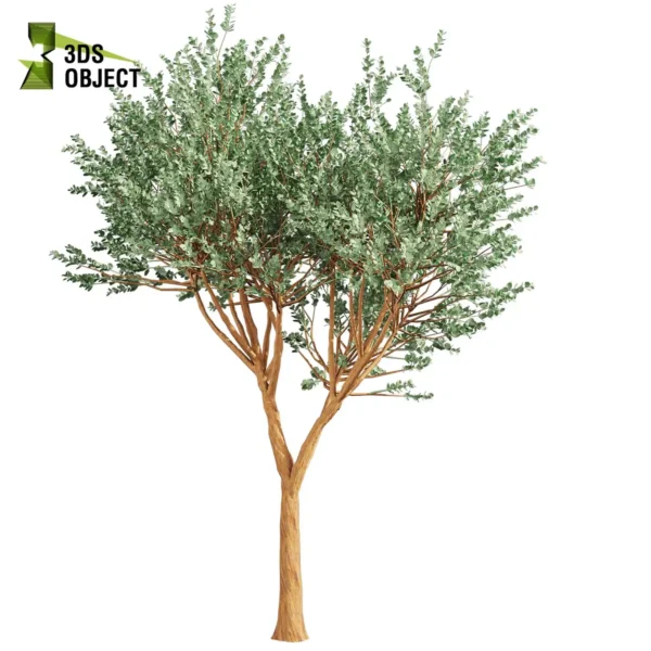 3d bush plant models botanical Visualization Landscape Foliage Vegetation buy purchase Rendering Environment tree Design high low poly greenhouse balcony decorative hamedorea 3D architectural visualization cinema 4d 3ds max blender enscpae fbx obj Rhino Sketchup lumion eucalyptus Cinerea