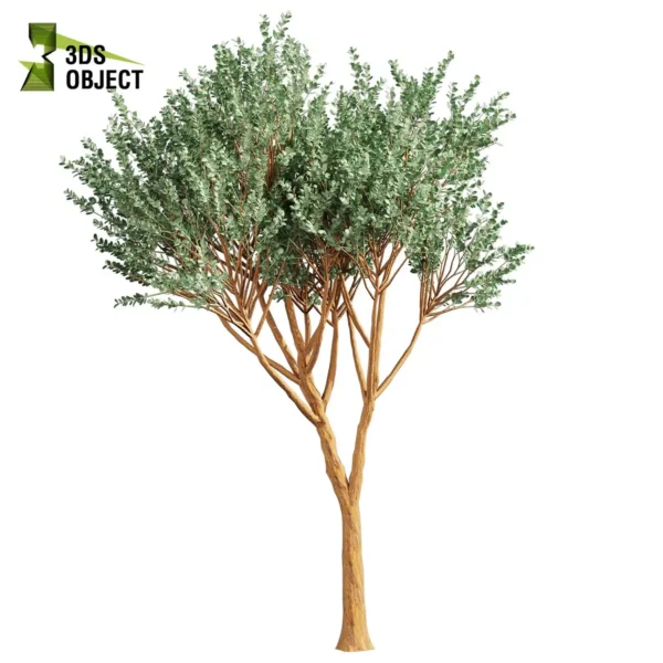 3d bush plant models botanical Visualization Landscape Foliage Vegetation buy purchase Rendering Environment tree Design high low poly greenhouse balcony decorative hamedorea 3D architectural visualization cinema 4d 3ds max blender enscpae fbx obj Rhino Sketchup lumion eucalyptus Cinerea