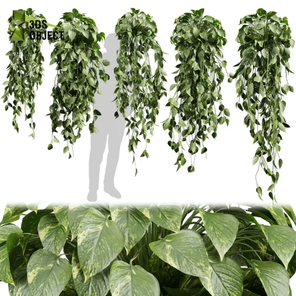3d bush plant models botanical Visualization Landscape Foliage Vegetation buy purchase Rendering Environment tree Design high low poly greenhouse balcony decorative hamedorea 3D architectural visualization cinema 4d 3ds max blender enscpae fbx obj Rhino Sketchup lumion pothos ivy devils hanging araceae ampelous