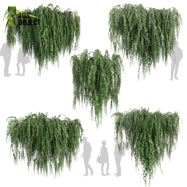 3d bush plant models botanical Visualization Landscape Foliage Vegetation buy purchase Rendering Environment tree Design high low poly greenhouse balcony decorative hamedorea 3D architectural visualization cinema 4d 3ds max blender enscpae fbx obj Rhino Sketchup lumion ivy broom creeper cocculus hirsutus