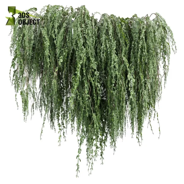 3d bush plant models botanical Visualization Landscape Foliage Vegetation buy purchase Rendering Environment tree Design high low poly greenhouse balcony decorative hamedorea 3D architectural visualization cinema 4d 3ds max blender enscpae fbx obj Rhino Sketchup lumion ivy broom creeper cocculus hirsutus