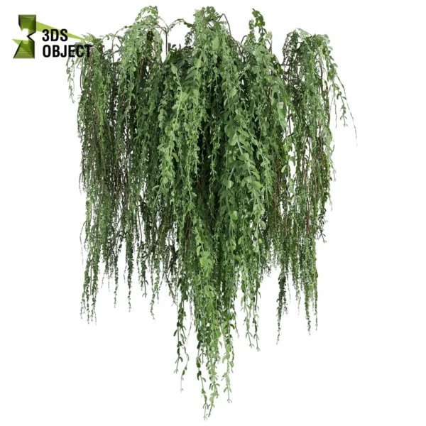 3d bush plant models botanical Visualization Landscape Foliage Vegetation buy purchase Rendering Environment tree Design high low poly greenhouse balcony decorative hamedorea 3D architectural visualization cinema 4d 3ds max blender enscpae fbx obj Rhino Sketchup lumion ivy broom creeper cocculus hirsutus