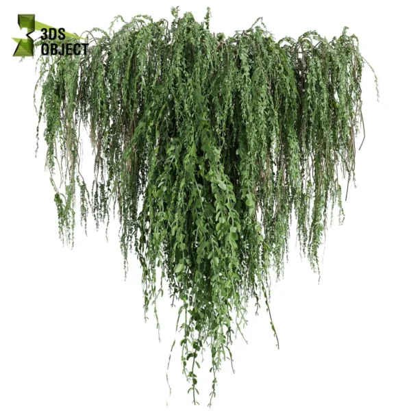 3d bush plant models botanical Visualization Landscape Foliage Vegetation buy purchase Rendering Environment tree Design high low poly greenhouse balcony decorative hamedorea 3D architectural visualization cinema 4d 3ds max blender enscpae fbx obj Rhino Sketchup lumion ivy broom creeper cocculus hirsutus