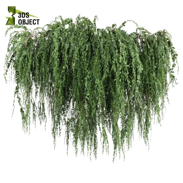 3d bush plant models botanical Visualization Landscape Foliage Vegetation buy purchase Rendering Environment tree Design high low poly greenhouse balcony decorative hamedorea 3D architectural visualization cinema 4d 3ds max blender enscpae fbx obj Rhino Sketchup lumion ivy broom creeper cocculus hirsutus