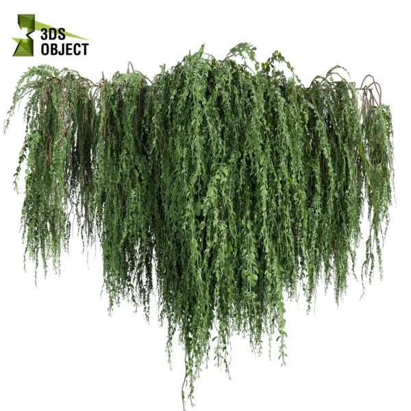 3d bush plant models botanical Visualization Landscape Foliage Vegetation buy purchase Rendering Environment tree Design high low poly greenhouse balcony decorative hamedorea 3D architectural visualization cinema 4d 3ds max blender enscpae fbx obj Rhino Sketchup lumion ivy broom creeper cocculus hirsutus
