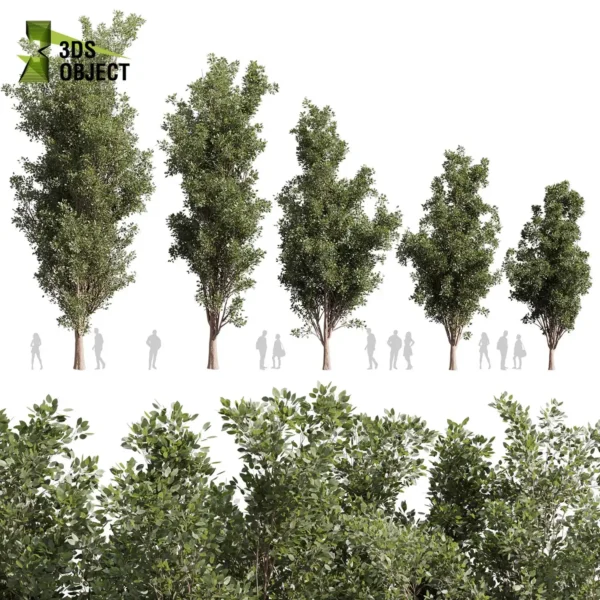 3d bush plant models botanical Visualization Landscape Foliage Vegetation buy purchase Rendering Environment tree Design high low poly greenhouse balcony decorative hamedorea 3D architectural visualization cinema 4d 3ds max blender enscpae fbx obj Rhino Sketchup lumion populus tremuloides tree