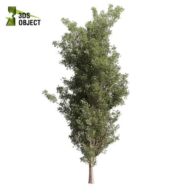 3d bush plant models botanical Visualization Landscape Foliage Vegetation buy purchase Rendering Environment tree Design high low poly greenhouse balcony decorative hamedorea 3D architectural visualization cinema 4d 3ds max blender enscpae fbx obj Rhino Sketchup lumion populus tremuloides tree