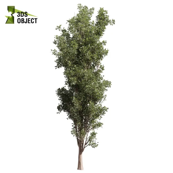 3d bush plant models botanical Visualization Landscape Foliage Vegetation buy purchase Rendering Environment tree Design high low poly greenhouse balcony decorative hamedorea 3D architectural visualization cinema 4d 3ds max blender enscpae fbx obj Rhino Sketchup lumion populus tremuloides tree