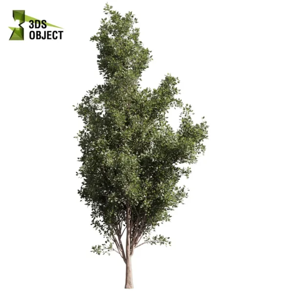 3d bush plant models botanical Visualization Landscape Foliage Vegetation buy purchase Rendering Environment tree Design high low poly greenhouse balcony decorative hamedorea 3D architectural visualization cinema 4d 3ds max blender enscpae fbx obj Rhino Sketchup lumion populus tremuloides tree