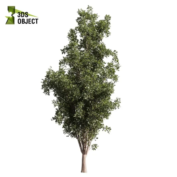 3d bush plant models botanical Visualization Landscape Foliage Vegetation buy purchase Rendering Environment tree Design high low poly greenhouse balcony decorative hamedorea 3D architectural visualization cinema 4d 3ds max blender enscpae fbx obj Rhino Sketchup lumion populus tremuloides tree