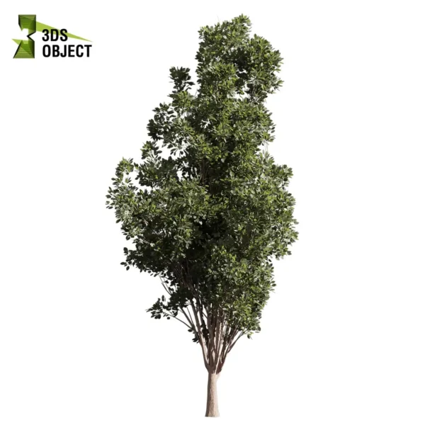 3d bush plant models botanical Visualization Landscape Foliage Vegetation buy purchase Rendering Environment tree Design high low poly greenhouse balcony decorative hamedorea 3D architectural visualization cinema 4d 3ds max blender enscpae fbx obj Rhino Sketchup lumion populus tremuloides tree