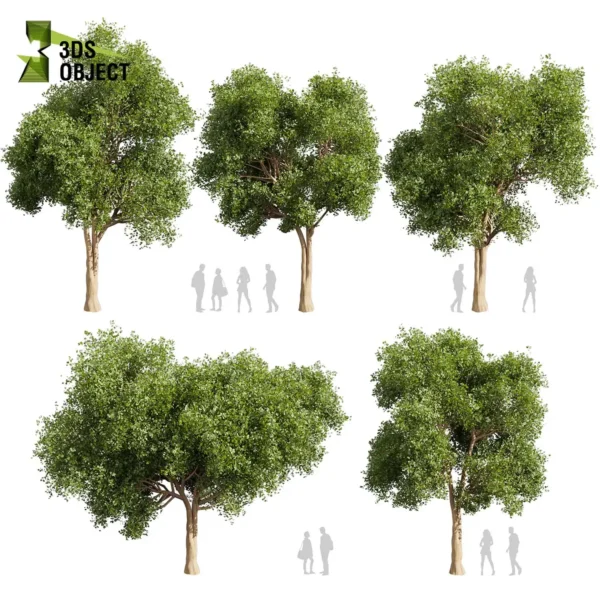 3d bush plant models botanical Visualization Landscape Foliage Vegetation buy purchase Rendering Environment tree Design high low poly greenhouse balcony decorative hamedorea 3D architectural visualization cinema 4d 3ds max blender enscpae fbx obj Rhino Sketchup lumion l chinese tallow euphorbiaceae triadica sebifera tree