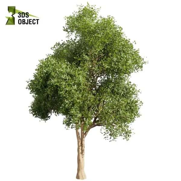 3d bush plant models botanical Visualization Landscape Foliage Vegetation buy purchase Rendering Environment tree Design high low poly greenhouse balcony decorative hamedorea 3D architectural visualization cinema 4d 3ds max blender enscpae fbx obj Rhino Sketchup lumion l chinese tallow euphorbiaceae triadica sebifera tree