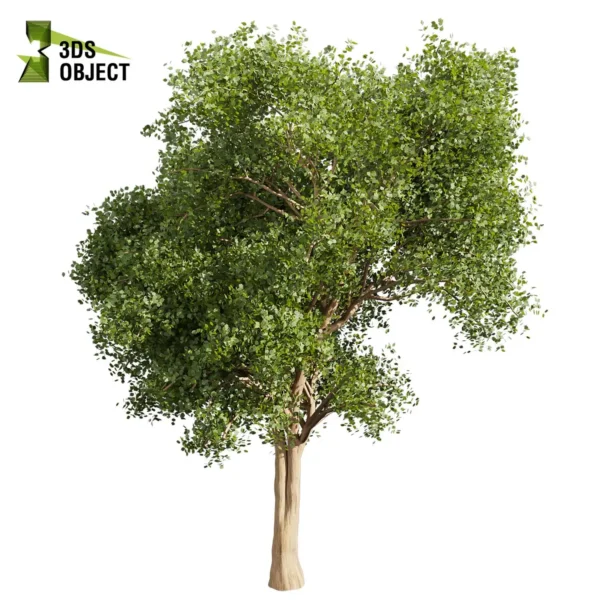 3d bush plant models botanical Visualization Landscape Foliage Vegetation buy purchase Rendering Environment tree Design high low poly greenhouse balcony decorative hamedorea 3D architectural visualization cinema 4d 3ds max blender enscpae fbx obj Rhino Sketchup lumion l chinese tallow euphorbiaceae triadica sebifera tree