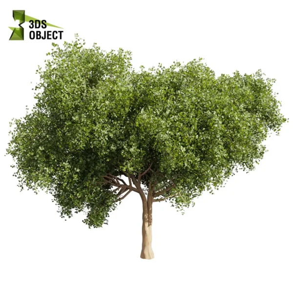 3d bush plant models botanical Visualization Landscape Foliage Vegetation buy purchase Rendering Environment tree Design high low poly greenhouse balcony decorative hamedorea 3D architectural visualization cinema 4d 3ds max blender enscpae fbx obj Rhino Sketchup lumion l chinese tallow euphorbiaceae triadica sebifera tree