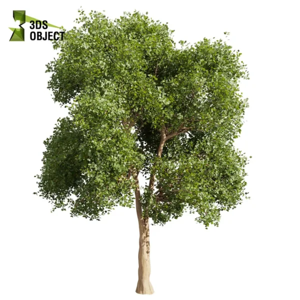 3d bush plant models botanical Visualization Landscape Foliage Vegetation buy purchase Rendering Environment tree Design high low poly greenhouse balcony decorative hamedorea 3D architectural visualization cinema 4d 3ds max blender enscpae fbx obj Rhino Sketchup lumion l chinese tallow euphorbiaceae triadica sebifera tree