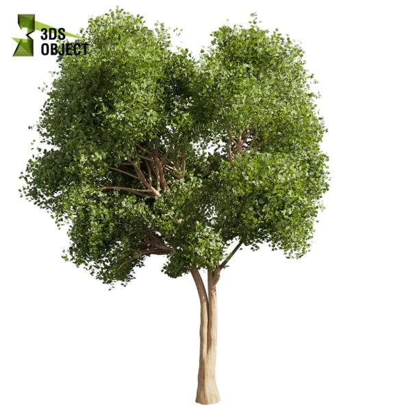 3d bush plant models botanical Visualization Landscape Foliage Vegetation buy purchase Rendering Environment tree Design high low poly greenhouse balcony decorative hamedorea 3D architectural visualization cinema 4d 3ds max blender enscpae fbx obj Rhino Sketchup lumion l chinese tallow euphorbiaceae triadica sebifera tree