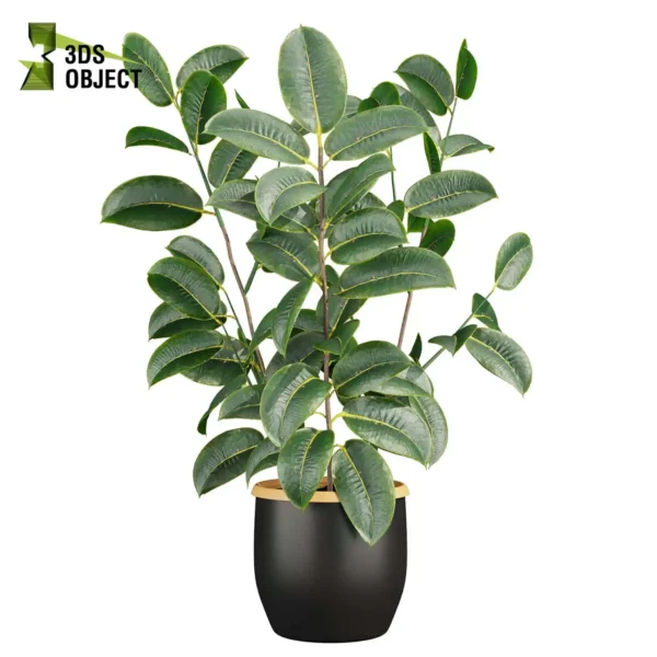 3d bush plant models botanical Visualization Landscape Foliage Vegetation buy purchase Rendering Environment tree Design high low poly greenhouse balcony decorative hamedorea 3D architectural visualization cinema 4d 3ds max blender enscpae fbx obj Rhino Sketchup lumion rubber ficus elastica pot