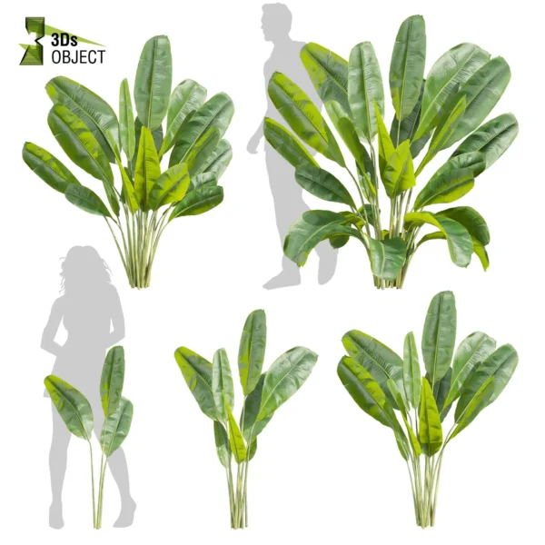 3d bush plant models botanical Visualization Landscape Foliage Vegetation buy purchase Rendering Environment tree Design high low poly greenhouse balcony decorative hamedorea 3D architectural visualization cinema 4d 3ds max blender enscpae fbx obj Rhino Sketchup lumion banana monstera grass garden