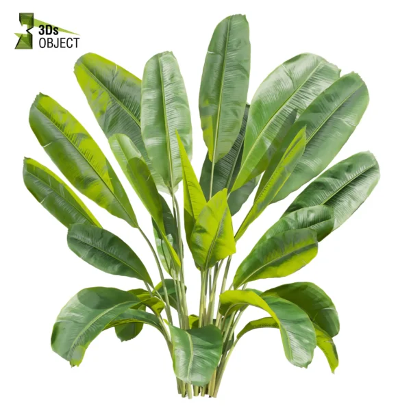 3d bush plant models botanical Visualization Landscape Foliage Vegetation buy purchase Rendering Environment tree Design high low poly greenhouse balcony decorative hamedorea 3D architectural visualization cinema 4d 3ds max blender enscpae fbx obj Rhino Sketchup lumion banana monstera grass garden
