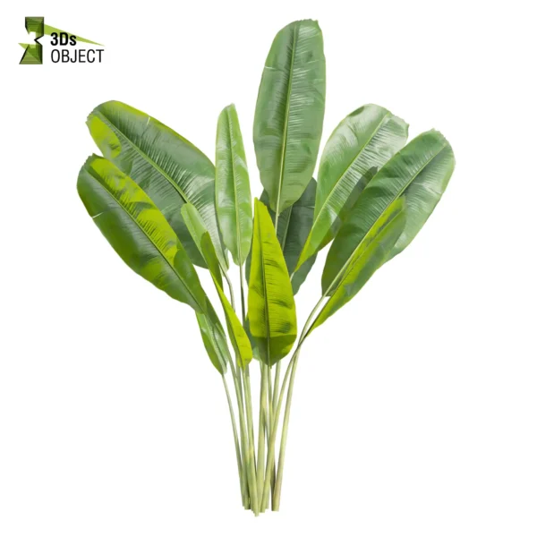 3d bush plant models botanical Visualization Landscape Foliage Vegetation buy purchase Rendering Environment tree Design high low poly greenhouse balcony decorative hamedorea 3D architectural visualization cinema 4d 3ds max blender enscpae fbx obj Rhino Sketchup lumion banana monstera grass garden