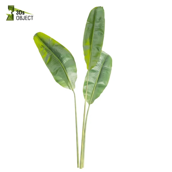 3d bush plant models botanical Visualization Landscape Foliage Vegetation buy purchase Rendering Environment tree Design high low poly greenhouse balcony decorative hamedorea 3D architectural visualization cinema 4d 3ds max blender enscpae fbx obj Rhino Sketchup lumion banana monstera grass garden