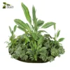 3d bush plant models botanical Visualization Landscape Foliage Vegetation buy purchase Rendering Environment tree Design high low poly greenhouse balcony decorative hamedorea 3D architectural visualization cinema 4d 3ds max blender enscpae fbx obj Rhino Sketchup lumion banana taro monstera grass garden