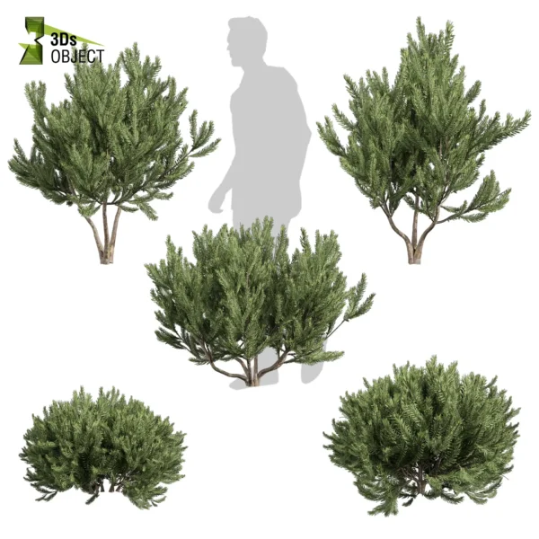 3d bush plant models botanical Visualization Landscape Foliage Vegetation buy purchase Rendering Environment tree Design high low poly greenhouse balcony decorative hamedorea 3D architectural visualization cinema 4d 3ds max blender enscpae fbx obj Rhino Sketchup Pinus Mugo Bog Pine shurb - bush