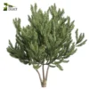 3d bush plant models botanical Visualization Landscape Foliage Vegetation buy purchase Rendering Environment tree Design high low poly greenhouse balcony decorative hamedorea 3D architectural visualization cinema 4d 3ds max blender enscpae fbx obj Rhino Sketchup Pinus Mugo Bog Pine shurb - bush