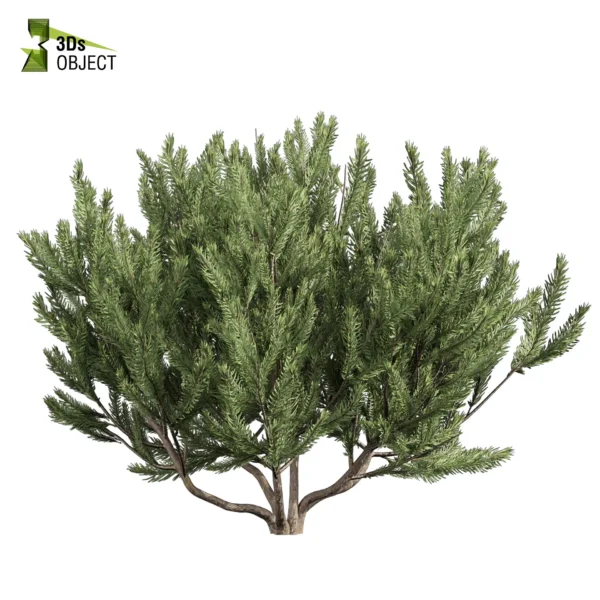 3d bush plant models botanical Visualization Landscape Foliage Vegetation buy purchase Rendering Environment tree Design high low poly greenhouse balcony decorative hamedorea 3D architectural visualization cinema 4d 3ds max blender enscpae fbx obj Rhino Sketchup Pinus Mugo Bog Pine shurb - bush