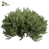 3d bush plant models botanical Visualization Landscape Foliage Vegetation buy purchase Rendering Environment tree Design high low poly greenhouse balcony decorative hamedorea 3D architectural visualization cinema 4d 3ds max blender enscpae fbx obj Rhino Sketchup Pinus Mugo Bog Pine shurb - bush
