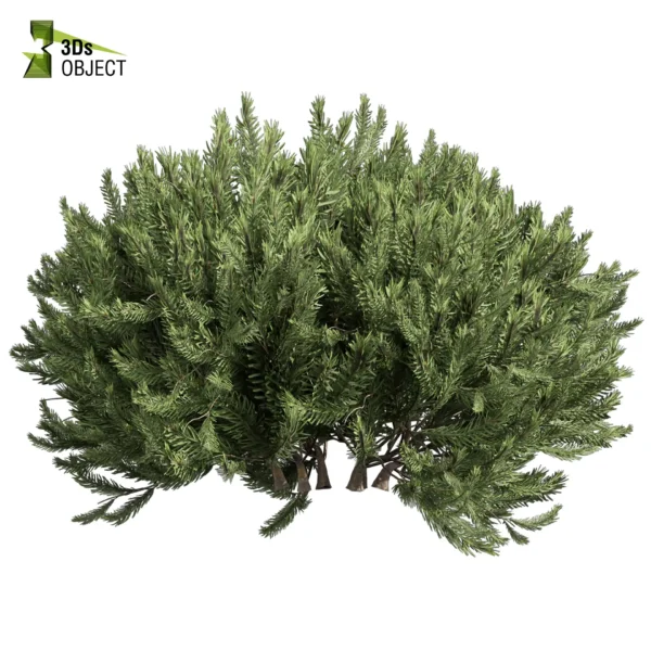 3d bush plant models botanical Visualization Landscape Foliage Vegetation buy purchase Rendering Environment tree Design high low poly greenhouse balcony decorative hamedorea 3D architectural visualization cinema 4d 3ds max blender enscpae fbx obj Rhino Sketchup Pinus Mugo Bog Pine shurb - bush
