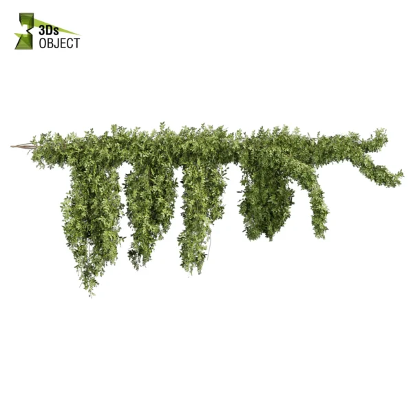 3d bush plant models botanical Visualization Landscape Foliage Vegetation buy purchase Rendering Environment tree Design high low poly greenhouse balcony decorative hamedorea 3D architectural visualization cinema 4d 3ds max blender enscpae fbx obj Rhino Sketchup lumion ivy creeper