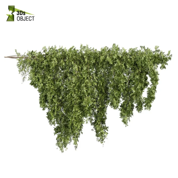 3d bush plant models botanical Visualization Landscape Foliage Vegetation buy purchase Rendering Environment tree Design high low poly greenhouse balcony decorative hamedorea 3D architectural visualization cinema 4d 3ds max blender enscpae fbx obj Rhino Sketchup lumion ivy creeper