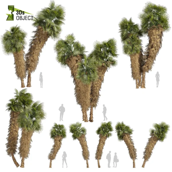 3d bush plant models botanical Visualization Landscape Foliage Vegetation buy purchase Rendering Environment tree Design high low poly greenhouse balcony decorative hamedorea 3D architectural visualization cinema 4d 3ds max blender enscpae fbx obj Rhino Sketchup lumion Washingtonia Palm