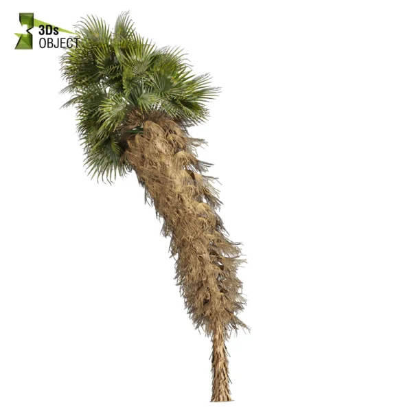 3d bush plant models botanical Visualization Landscape Foliage Vegetation buy purchase Rendering Environment tree Design high low poly greenhouse balcony decorative hamedorea 3D architectural visualization cinema 4d 3ds max blender enscpae fbx obj Rhino Sketchup lumion Washingtonia Palm