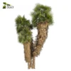 3d bush plant models botanical Visualization Landscape Foliage Vegetation buy purchase Rendering Environment tree Design high low poly greenhouse balcony decorative hamedorea 3D architectural visualization cinema 4d 3ds max blender enscpae fbx obj Rhino Sketchup lumion Washingtonia Palm