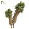 3d bush plant models botanical Visualization Landscape Foliage Vegetation buy purchase Rendering Environment tree Design high low poly greenhouse balcony decorative hamedorea 3D architectural visualization cinema 4d 3ds max blender enscpae fbx obj Rhino Sketchup lumion Washingtonia Palm