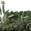 3d bush plant models botanical Visualization Landscape Foliage Vegetation buy purchase Rendering Environment tree Design high low poly greenhouse balcony decorative hamedorea 3D architectural visualization cinema 4d 3ds max blender enscpae fbx obj Rhino Sketchup lumion banana taro monstera grass garden