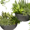 3d bush plant models botanical Visualization Landscape Foliage Vegetation buy purchase Rendering Environment tree Design high low poly greenhouse balcony decorative hamedorea 3D architectural visualization cinema 4d 3ds max blender enscpae fbx obj Rhino Sketchup lumion fern monstera ivy hanging ampelous asplenium, nidusceiling, pothos